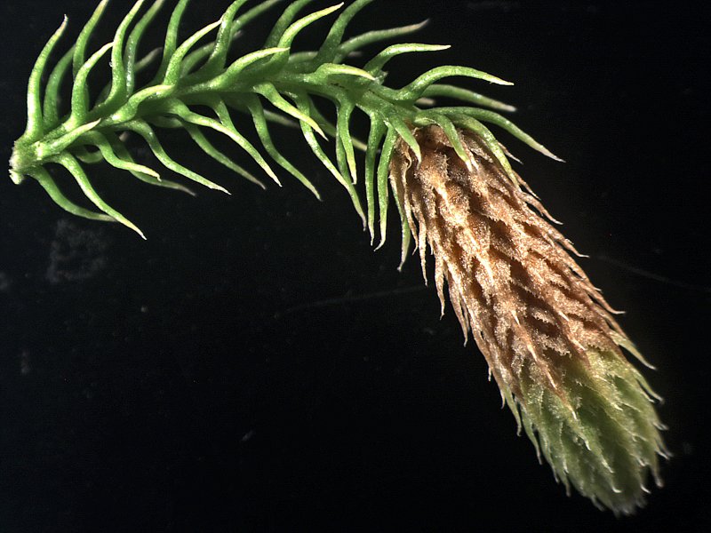 Lycopodiella cernua The University of Auckland